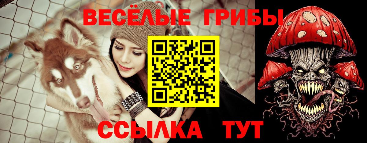 Галлюциногенные грибы Psilocybine cubensis Россия